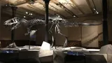 Dinosauri
