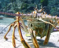 Le Meraviglie Del Mare