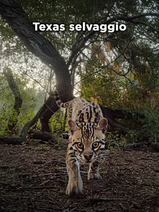 Texas Selvaggio