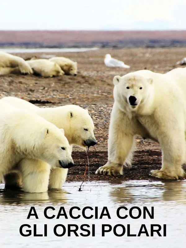 A caccia con gli orsi polari
