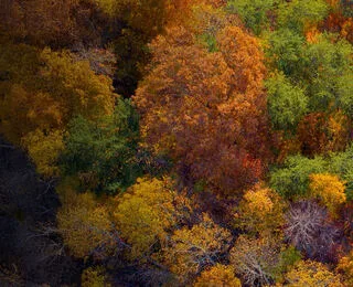 Alberi, Che Meraviglia!
