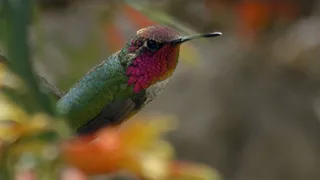 America's Wild Seasons