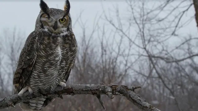 America's Wild Seasons
