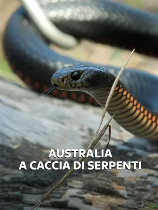 Australia: A caccia di serpenti