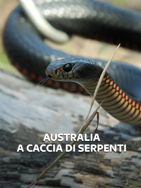 Australia: A caccia di serpenti
