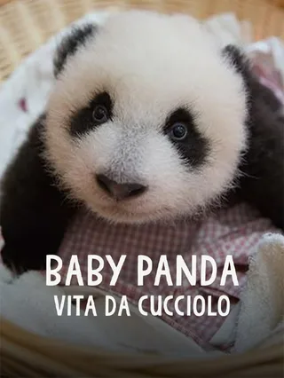 Baby panda