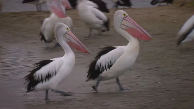 Battaglie animali