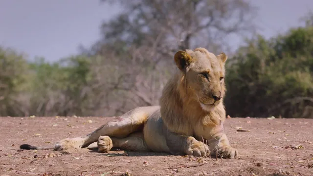 Big Cat Country