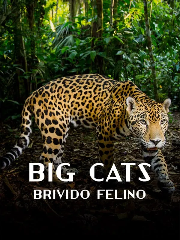 Big Cats: Brivido felino