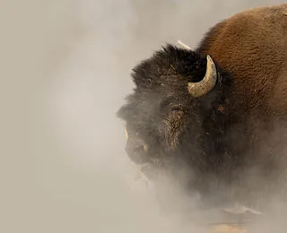 Bison: An American Icon
