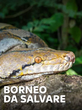 Borneo da salvare