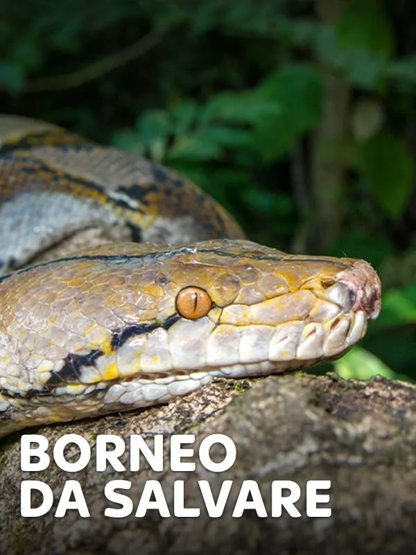 Borneo da salvare