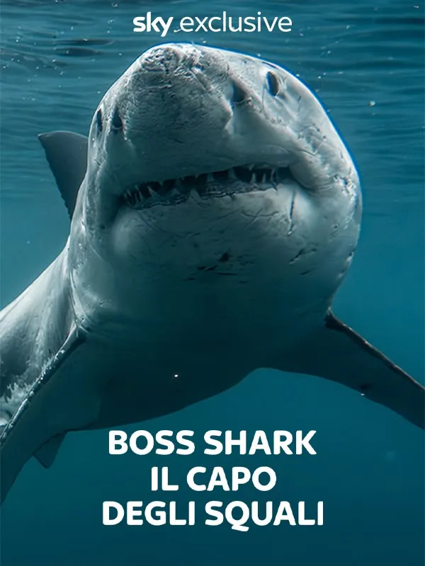 Boss Shark – Il capo degli squali