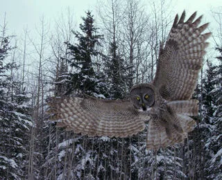 Canada: Surviving The Wild North