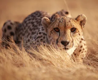 Casa Dolce Casa Dove Vivono Gli Animali