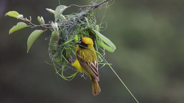 Casa dolce casa - Dove vivono gli animali