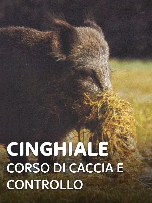 Cinghiale: corso di caccia e controllo 1