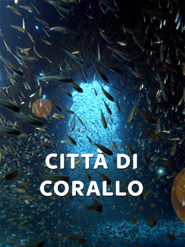 Citta' di corallo