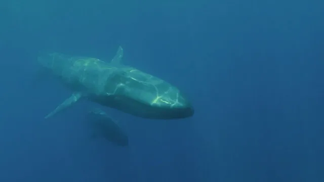Com'erano fatti gli animali preistorici