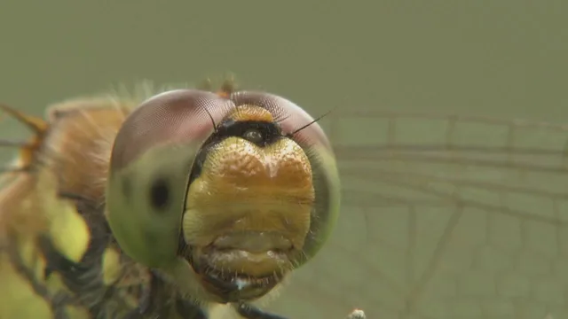 Creature bizzarre