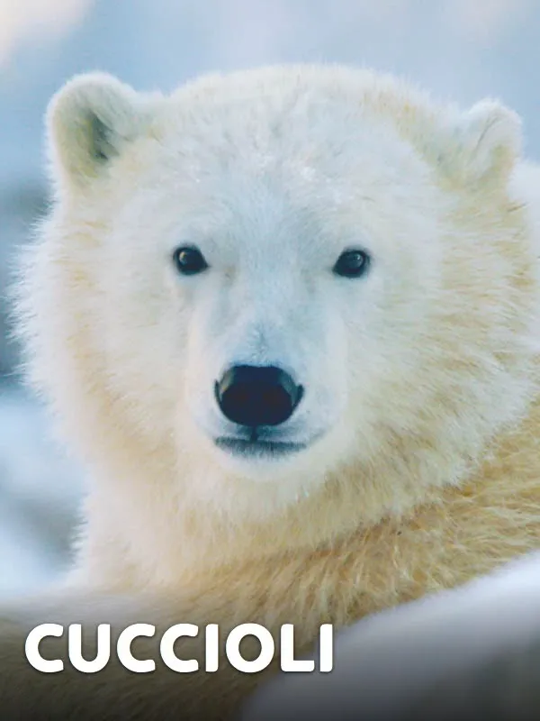 Cuccioli