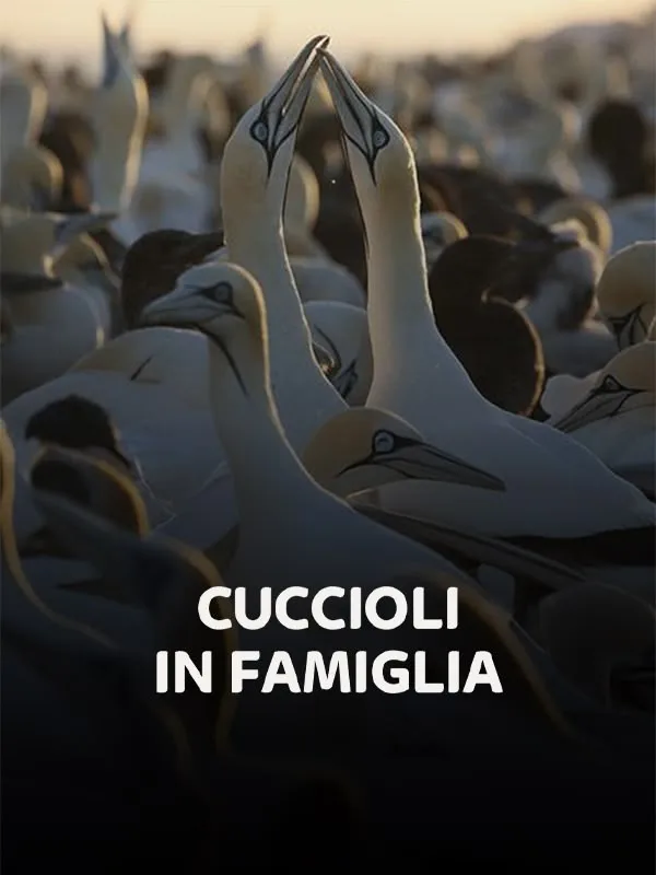 Cuccioli in famiglia