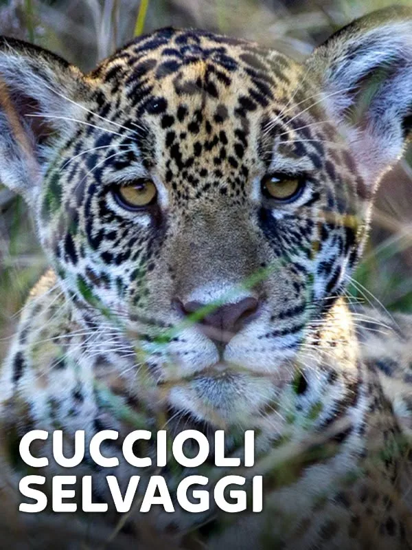 Cuccioli selvaggi