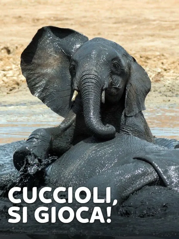 Cuccioli, si gioca!