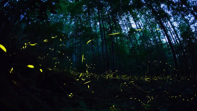 David Attenborough - Luci sul pianeta