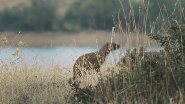 Dehesa - La foresta delle meraviglie