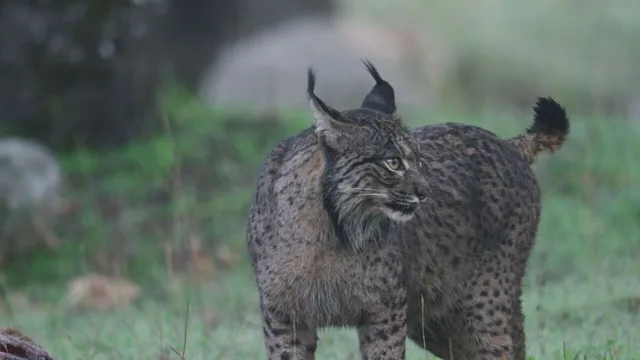 Dehesa - La foresta delle meraviglie