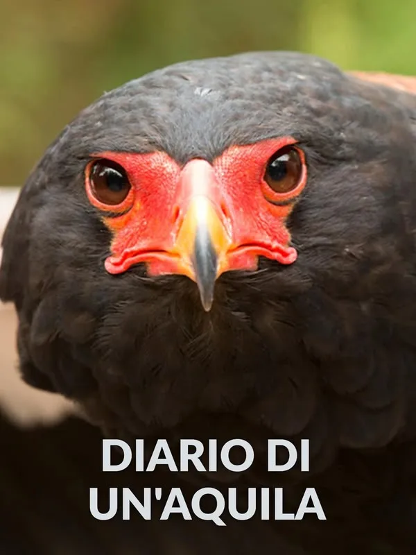 Diario di un'aquila