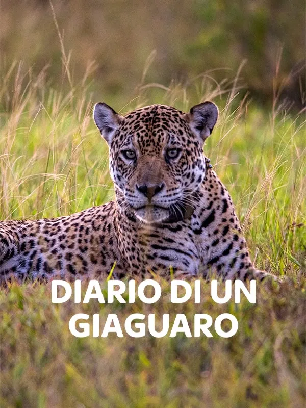 Diario di un giaguaro