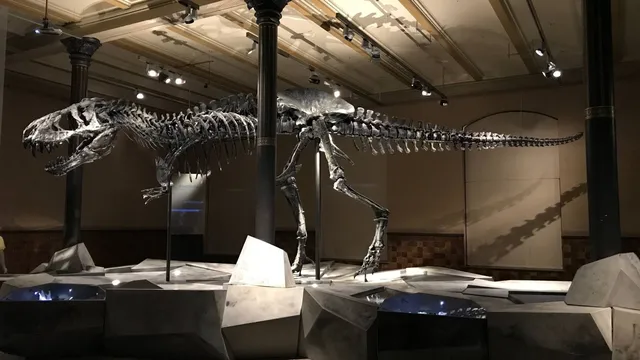 Dinosauri