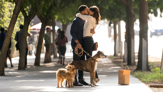 Dog Days