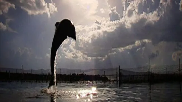 Dolphin Days