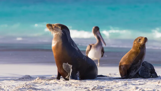 Ecuador, paradiso di biodiversità Dall'A