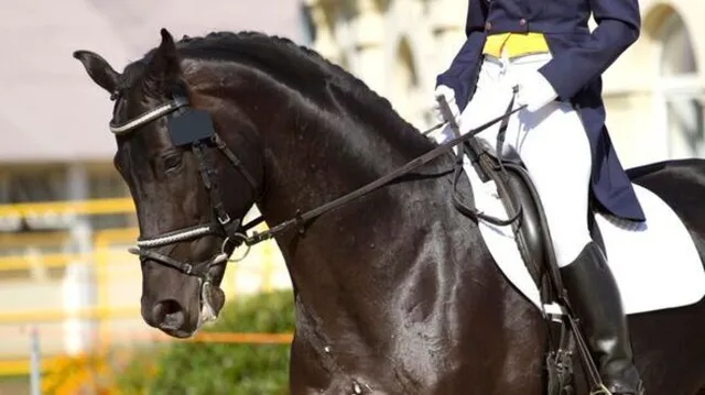 Equitazione: Salto ostacoli League of Nations Rotterdam