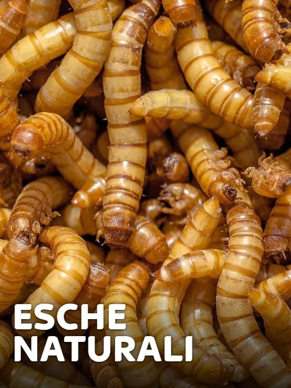 Esche naturali — CACCIA e Pesca