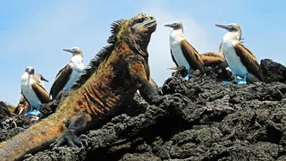 Evolution - Il viaggio di Darwin Puntata