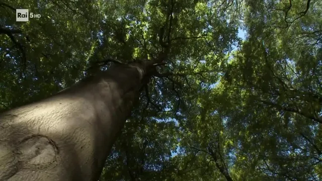 Evolution - La vita sulla cima degli alberi