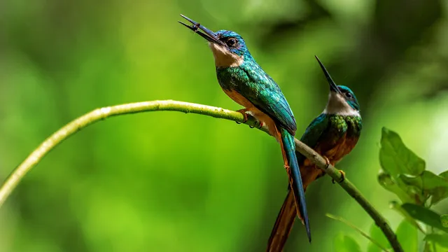 Evolution - Nel cuore selvaggio della Co