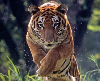 Extreme animals