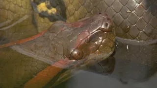 Extreme animals