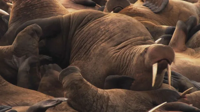 Extreme Animals