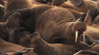 Extreme Animals