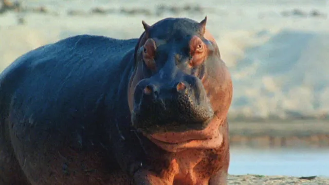 Extreme Animals