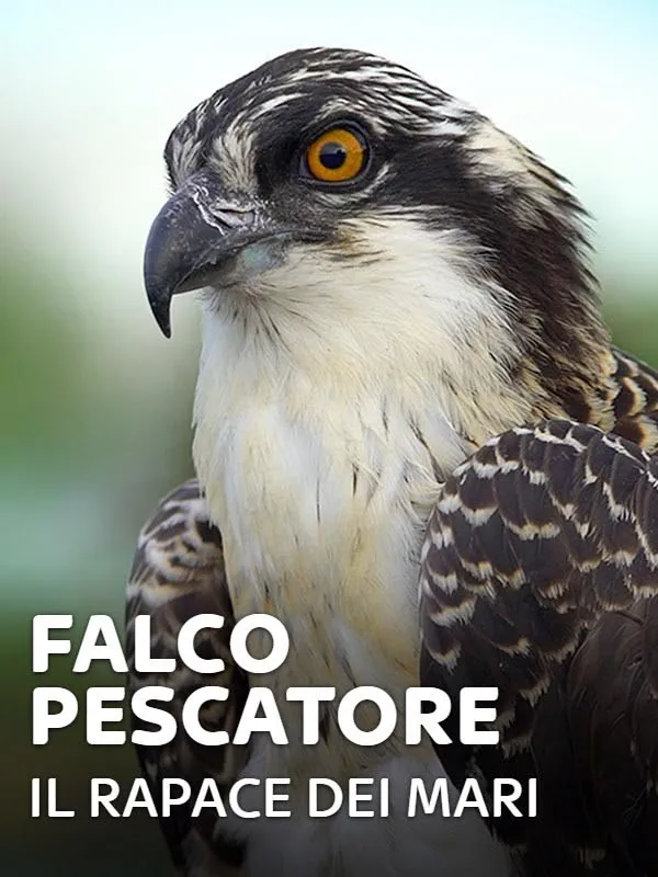 Falco pescatore - Il rapace dei mari