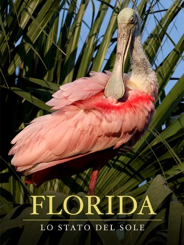 Florida - Lo Stato Del Sole