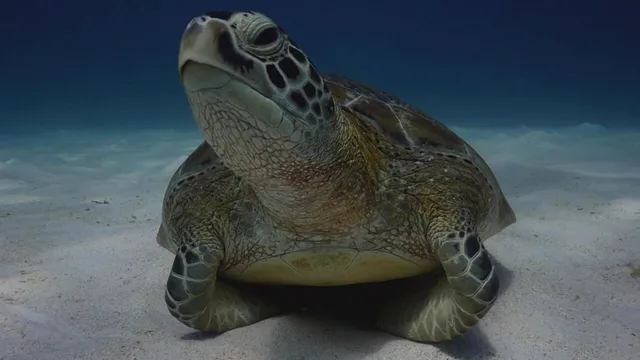 Focus Natura - Un mondo perfetto